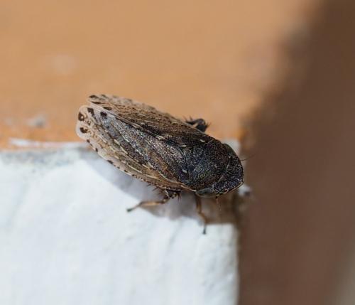 Aphrodes sp.